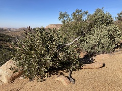 Arctostaphylos glandulosa