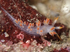 Coryphella trilineata