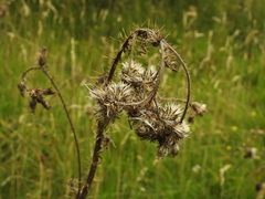 Cirsium palustre