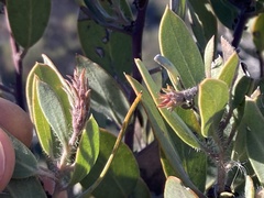 Arctostaphylos glandulosa