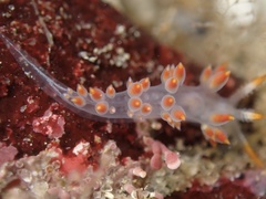 Coryphella trilineata