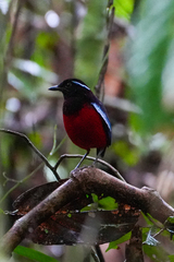 Erythropitta ussheri