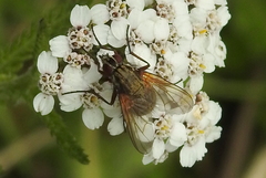 Phaonia angelicae