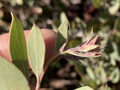 Arctostaphylos glandulosa
