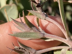Arctostaphylos glandulosa