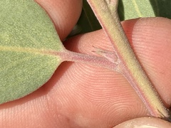 Arctostaphylos glandulosa
