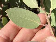 Arctostaphylos glandulosa