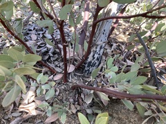 Arctostaphylos glandulosa