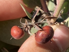 Arctostaphylos glandulosa