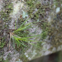 Tillandsia setacea
