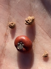 Arctostaphylos glandulosa