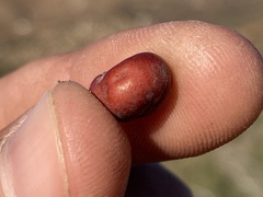 Arctostaphylos glandulosa