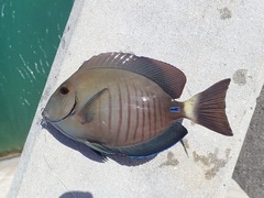 Acanthurus chirurgus