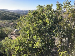 Arctostaphylos glandulosa