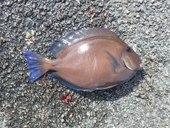 Acanthurus