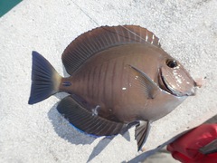 Acanthurus chirurgus