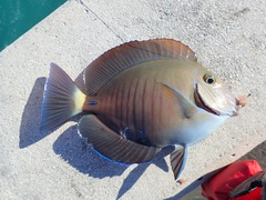 Acanthurus chirurgus