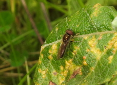 Platycheirus albimanus