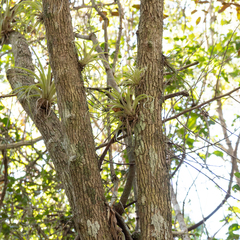 Tillandsia utriculata