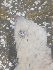 Hamataliwa grisea