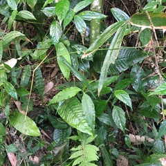 Leptochilus decurrens