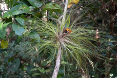 Tillandsia setacea