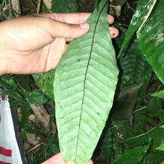 Leptochilus decurrens