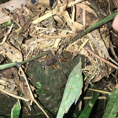 Leptochilus decurrens