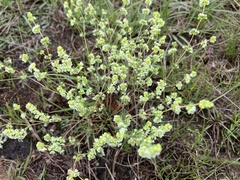 Psammotropha myriantha