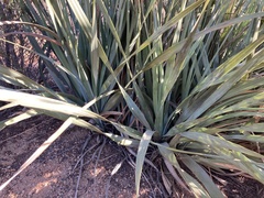 Nolina interrata
