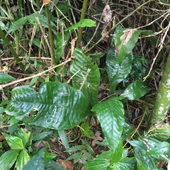 Leptochilus decurrens