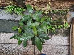 Ficus virens