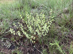 Psammotropha myriantha