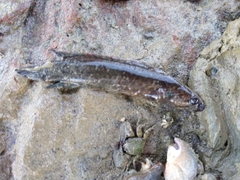 Acanthoclinus fuscus