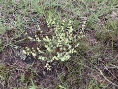 Psammotropha myriantha