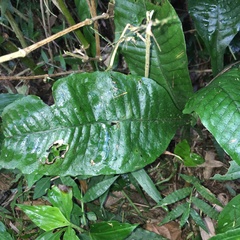 Leptochilus decurrens