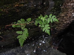 Christella parasitica