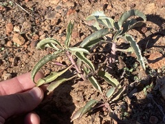 Penstemon spectabilis