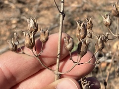 Penstemon spectabilis