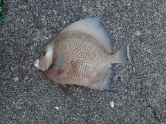 Pomacanthus arcuatus