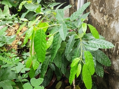 Ficus virens