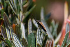 Ellipsidion australe