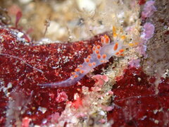Coryphella trilineata