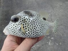 Lactophrys bicaudalis