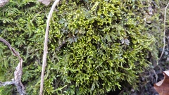 Claopodium rostratum