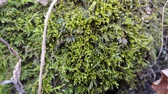 Claopodium rostratum