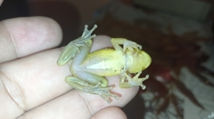 Scinax ruber
