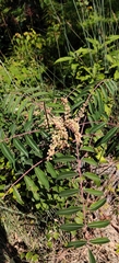 Rhus hypoleuca