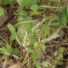 Catapodium rigidum