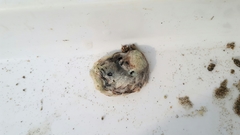 Saccostrea cuccullata